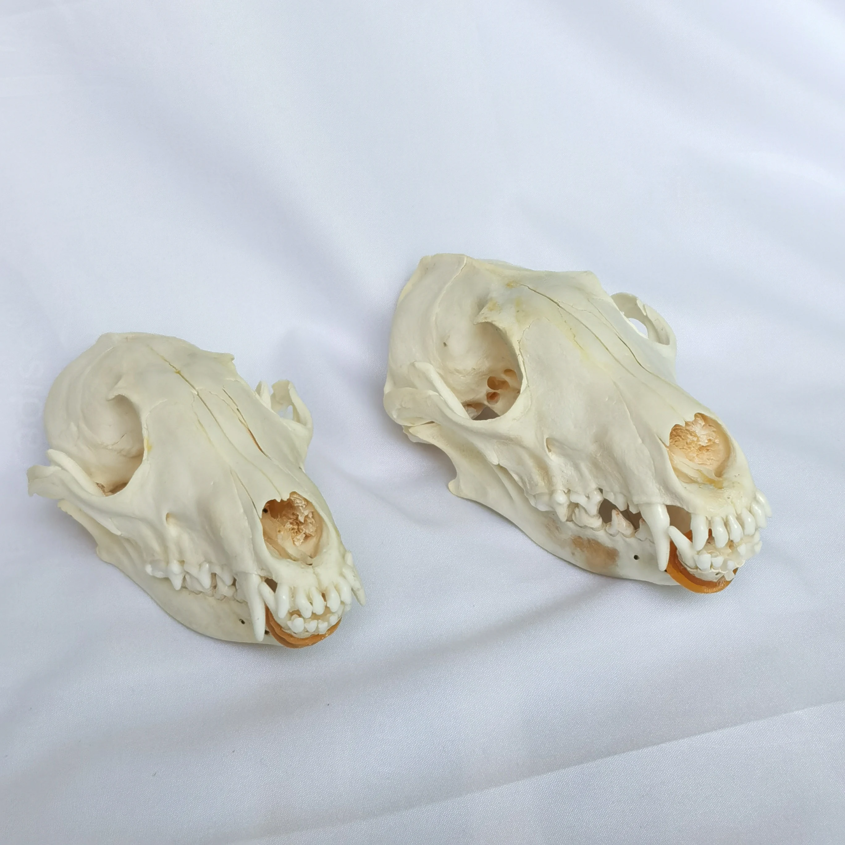 1 Pcs/2 Pcs Real Fox skulls Academic study Surprise gift, Real animal skulls(Snow Fox)