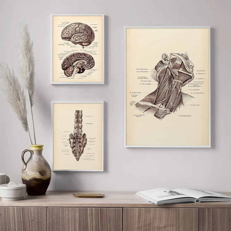 Human Anatomy Vintage Medical Brain Structure Muscular Poster Wall Art Picture Canvas Print Education Painting Modern Home Decor