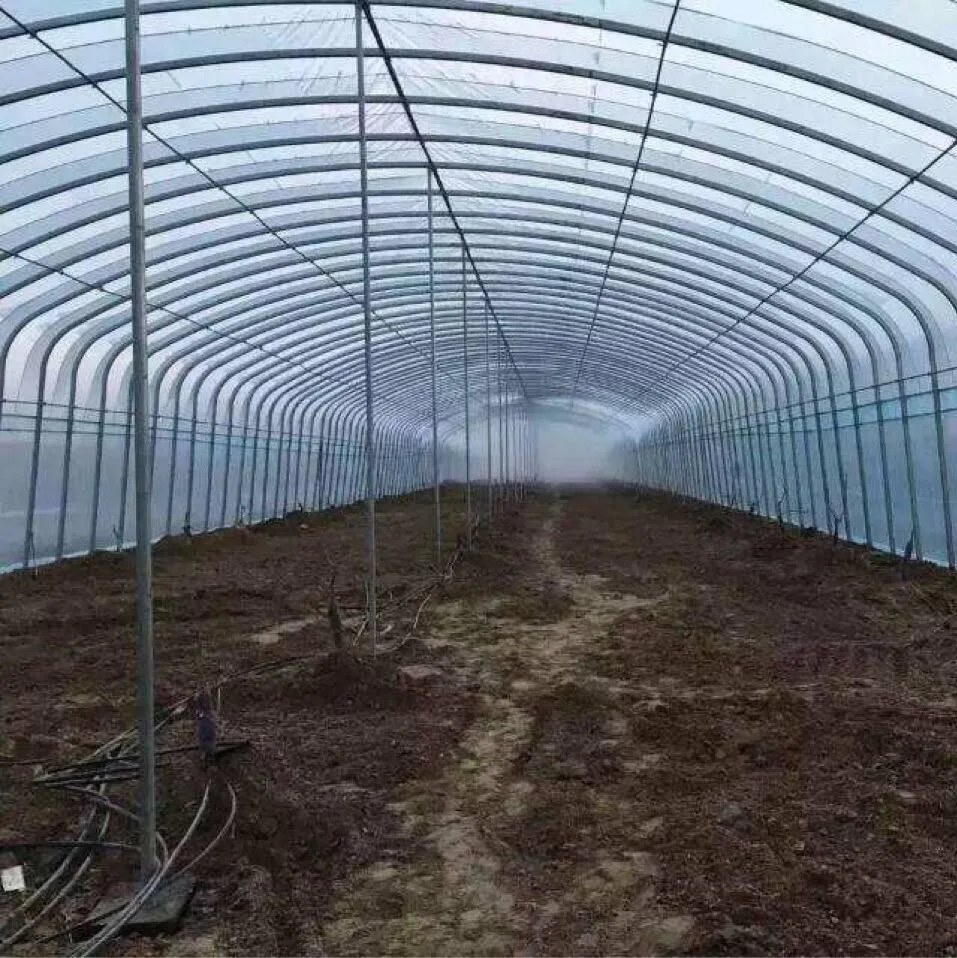 Estructura de tubo de acero ovalado galvanizado, anticorrosión y compresión, inmersión en caliente, invernadero agrícola, 12M x 30M