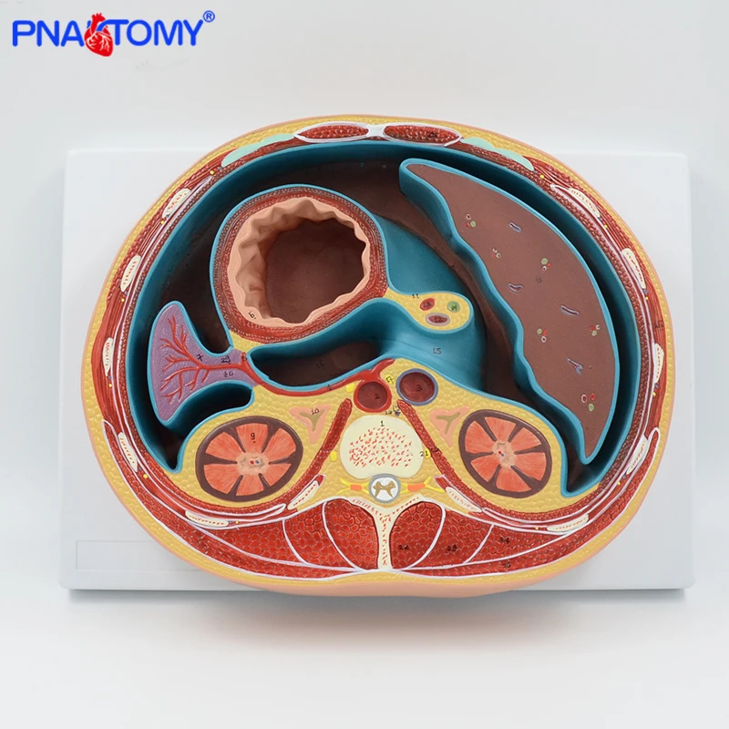SCHEMATIC CROSS SECTION THROUGH THORAX (T8) HUMAN ANATOMICAL MODEL LIVER MUSCLE MEDICAL TOOL EDUCATIONAL EQUIPMENT PNATOMY