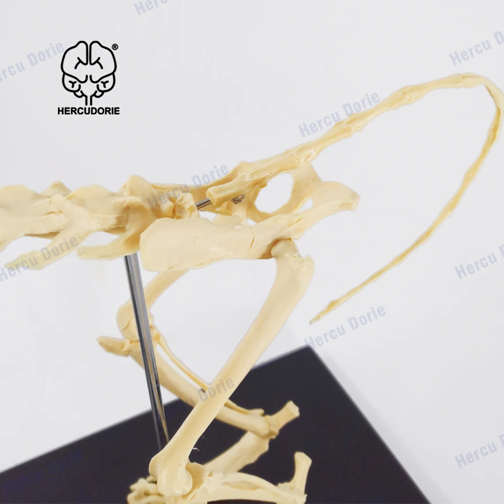 Cat Skeleton & Anatomy Model Kit, Cat Skeleton Anatomical Model Cat Bones Skeleton Specimen Anatomy Model -for Veterinary Teach