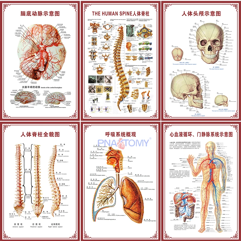 Human Anatomical Charts Spine Skull Anatomy Respiratory System Brain Circulation System Urinary System Educational Equipment