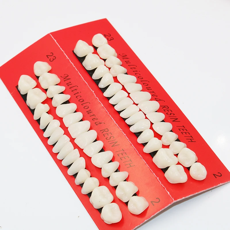 Dental Material Plastic Teeth Teaching Model Dedicated Teeth Dental Material Useful Teeth Care Tool A2 Type Tooth Model 10sets