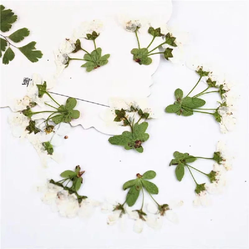 

100pcs Pressed Dried Spiraea thunbergii Flower Plant Herbarium For Jewelry Postcard Bookmark Phone Case Invitation Card DIY