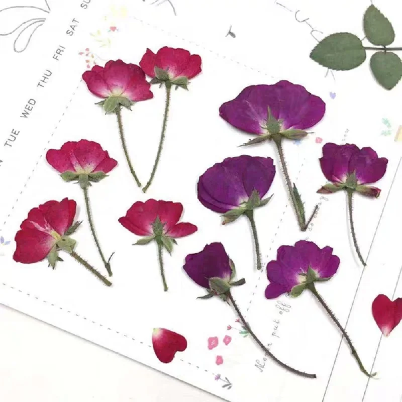 

60pcs Purple/Red Pressed Dried Rose Flower Plant Herbarium For Jewelry Postcard Bookmark Phone Case Craft DIY