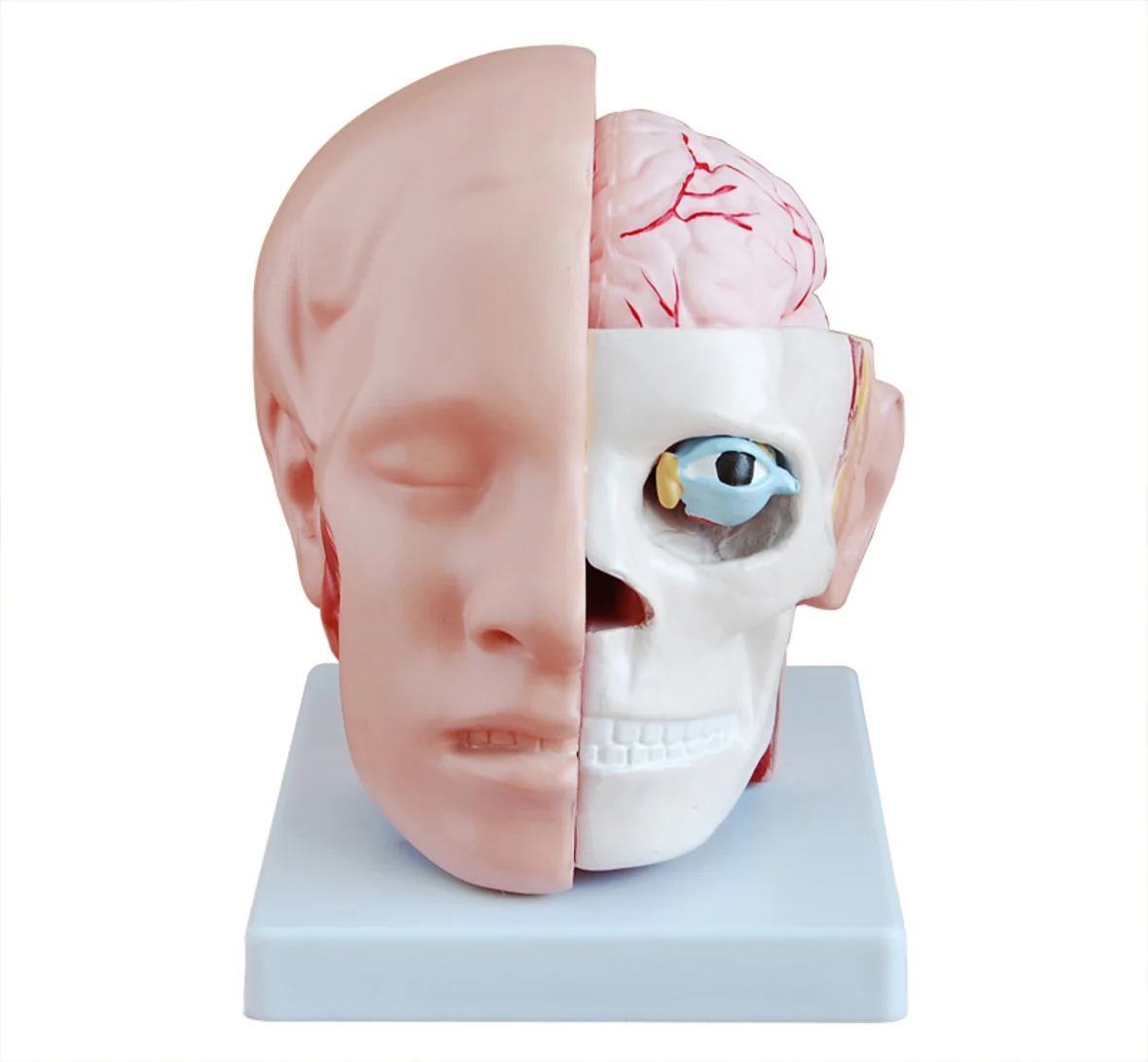 Human Head with Brain And Brain Artery Model, Head Model,Anatomical Skull Model, Head Model with Face and Brain