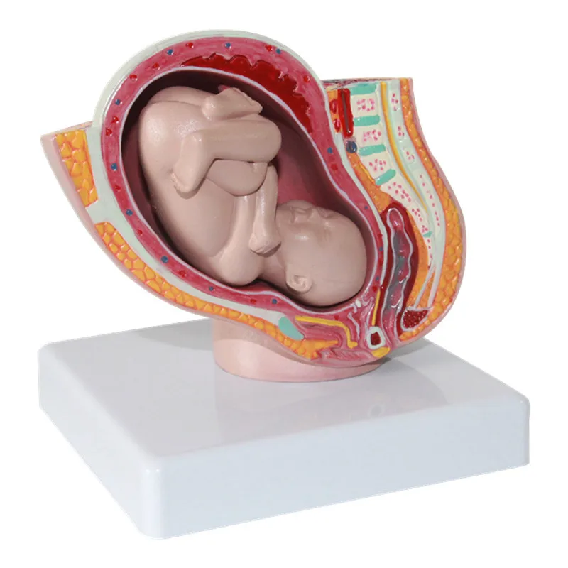 Detachable Female Pelvic Fetal Model Nine Months of Pregnancy The Fetus Uterine Embryo Development Model Medical Teaching Supply