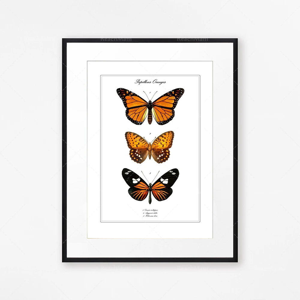 ensemble vintage d’illustrations de papillon, ensemble de 3 impressions colorées d’insecte, art normal du monde