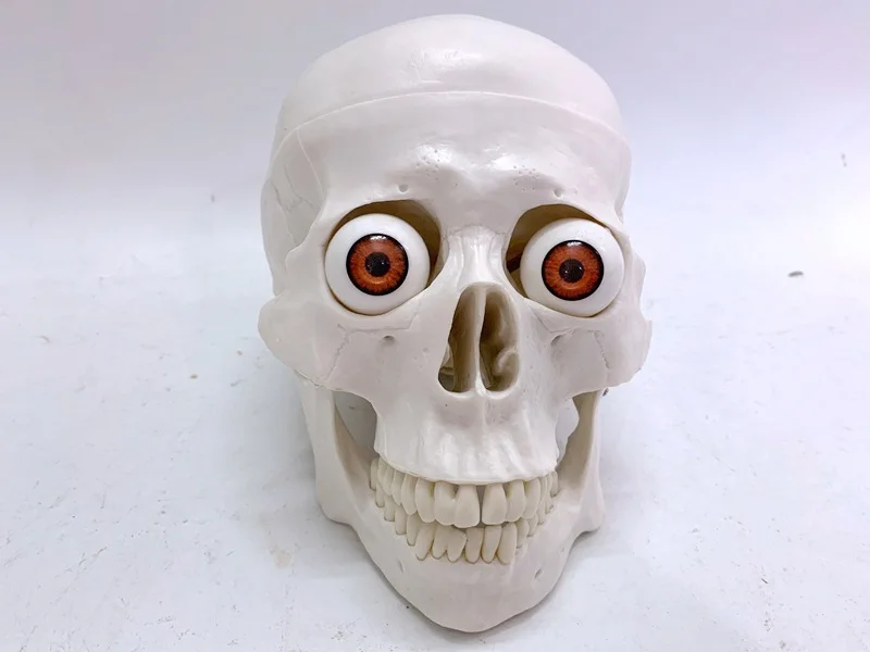 

Human Skull Model Skull with Eyeballs Teaching Aids Film and Television Funny Toy Sketch