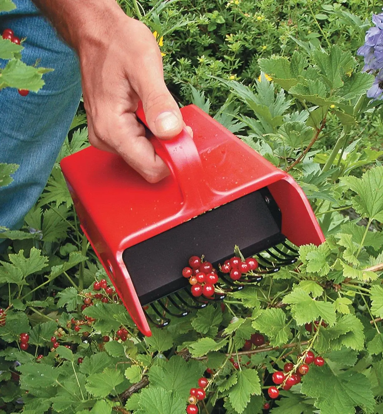 Tragbare Beerenpflücker, Metallkamm, Rechen, Obstpflücken, Schaufelgriff, Blaubeer-Sammlung, Erntemaschine, Pflücken, Gartenwerkzeug – Detail 12
