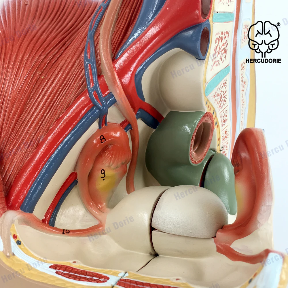 Lifesize PVC 1:1 Human Female Pelvic Cavity Reproductive & Urinary System Median Sagittal Section Model Teaching Display Lab Sup