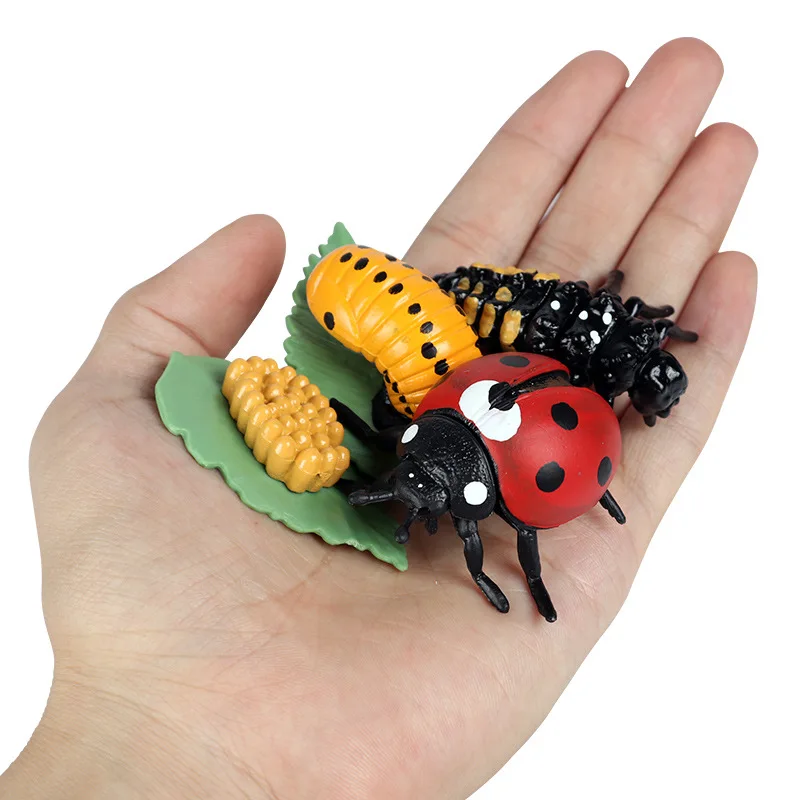 Simulation Animals Growth Cycle Butterfly Ladybug Chicken Life Cycle Figurine Plastic Models Action Figures Educational Kids Toy images - 6