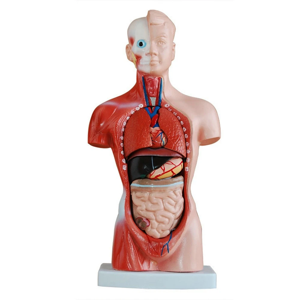 Imagem -02 - Corpo Humano Tronco Modelo Anatomia Anatômico Coração Cérebro Esqueleto Órgãos Internos Médicos Ensino Suprimentos de Aprendizagem 28cm