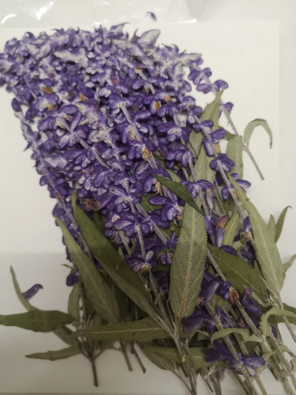 60pcs Pressed Dried Flower Purple Lavender Herbarium For Bookmark Prop Jewelry Postcard Invitation Card Phone Case DIY