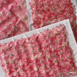250pcs Pressed Dried Natural Pink Consolida Ajacis Flowers Plants Herbarium For Jewelry Phone Case Bookmark Postcard Craft DIY