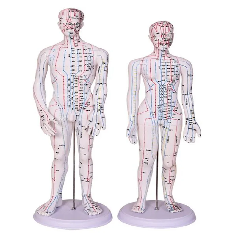 Male Lettering Acupuncture Point Mannequin, Body Student Medical Research Massage, Reflex Zone Teaching Display, C518, 50cm