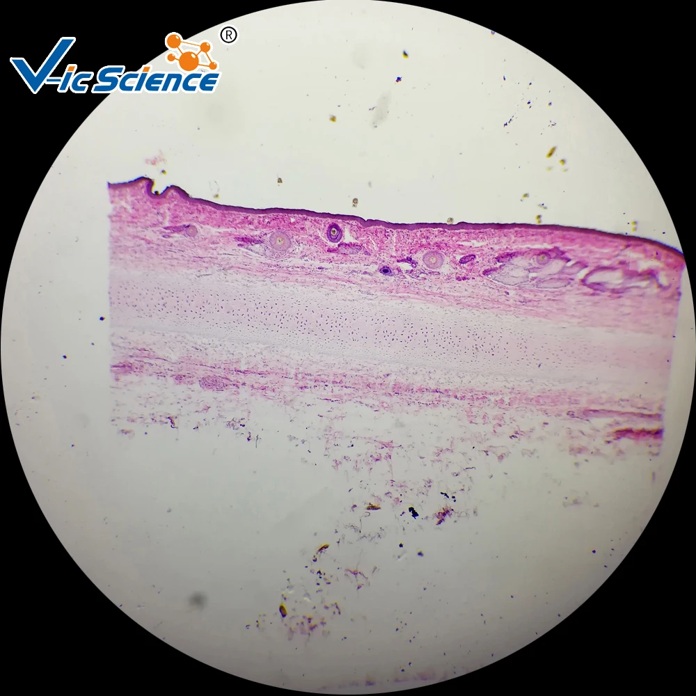 100 Pcs Manusia Histologi Siap Slide Set