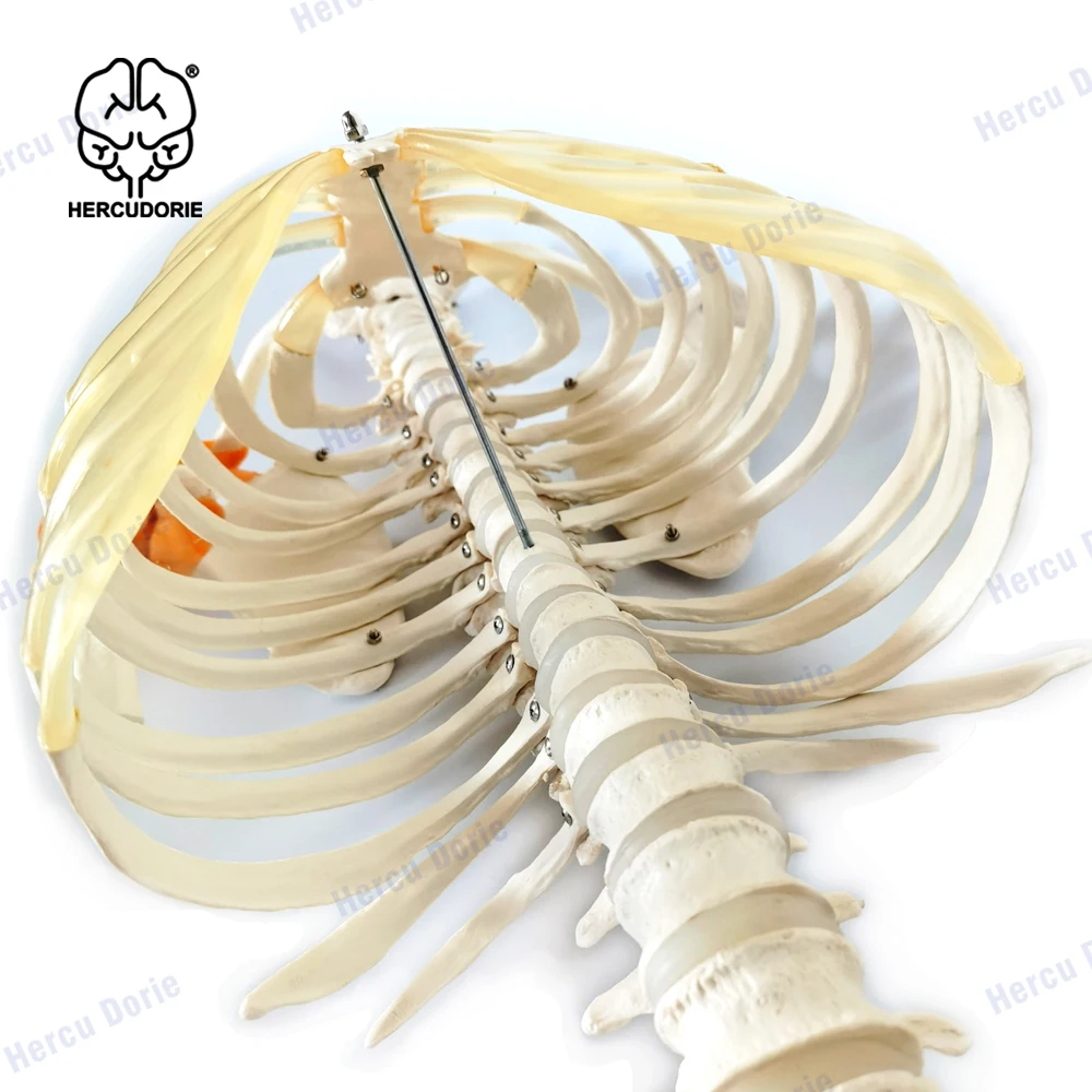 Imagem -05 - Coluna Vertebral com Modelo de Anatomia Coluna Vertebral Humana de Tamanho Real com Uma Coluna Vertebral Completa Fundida de Ossos Humanos Reais Inclui