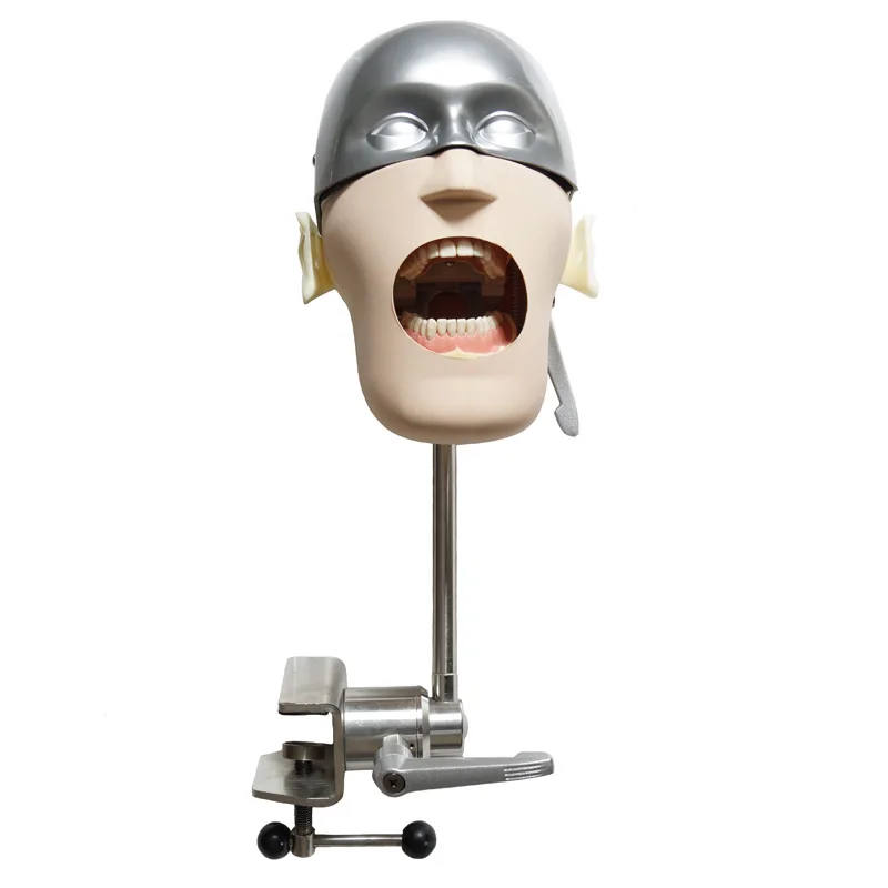 

NISSIN Dental manikins Phantom Head models for Student Learning Model Dental phantom head model