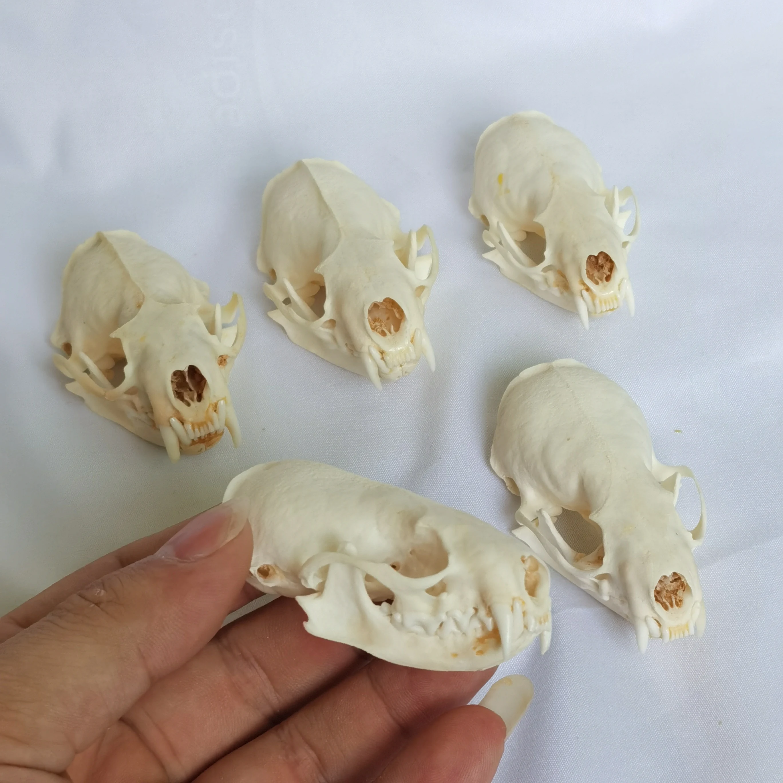 5/10pcs Real mink skulls Animal Bone Specimens,Unique ornaments