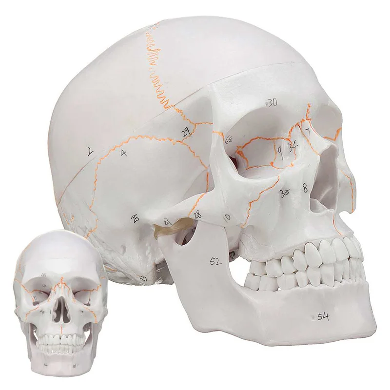 

1:1 Adult size Human Head Skull Anatomical Model 3 Parts