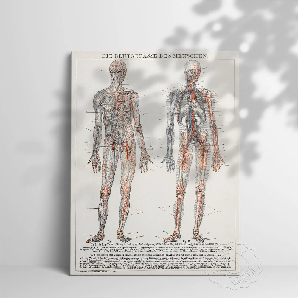 Anatomical Human Visceral Blood Poster, Vessels Nervous Wall Picture, Body Skeleton Medical Science Hospital Doctor Office