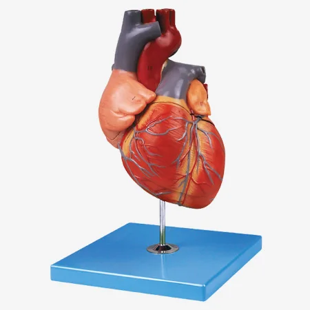 

Jumbo Human Heart Model, Anatomical Heart model,Adult Large Heart Model