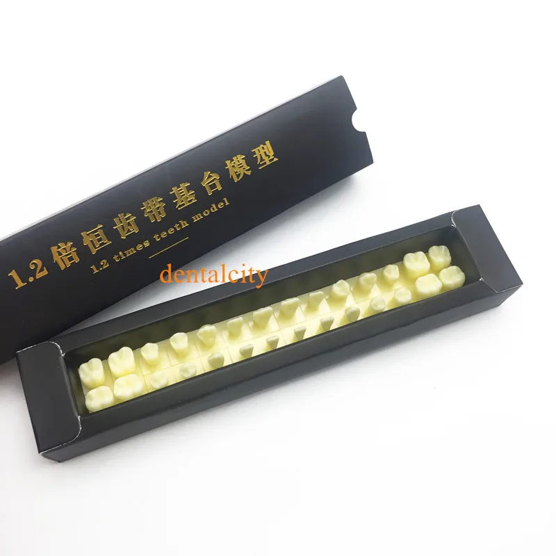 Tooth teeth Permanent Teeth Model With Base 1 times natural size dental dentist dentistry anatomical anatomy shape model