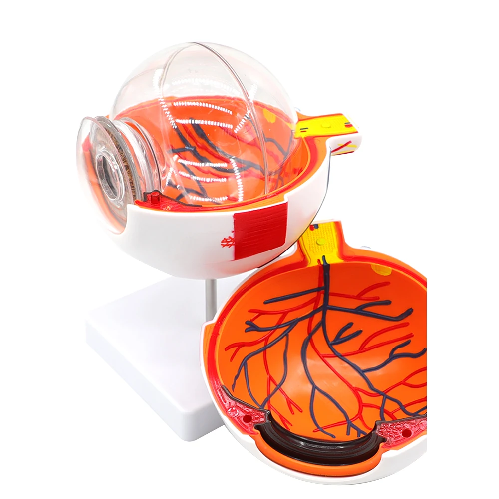 Modelo de globo ocular, modelo anatómico de globo ocular, ayuda para el aprendizaje médico, instrumento de enseñanza, fuentes de enseñanza de las ciencias médicas