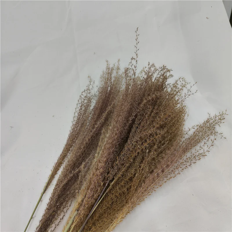 Dried Flower Natural Pampas Grass Reed Plants Home Decor Wedding Flower Bouquet Natural Phragmites Bunch Materials Feather Grass