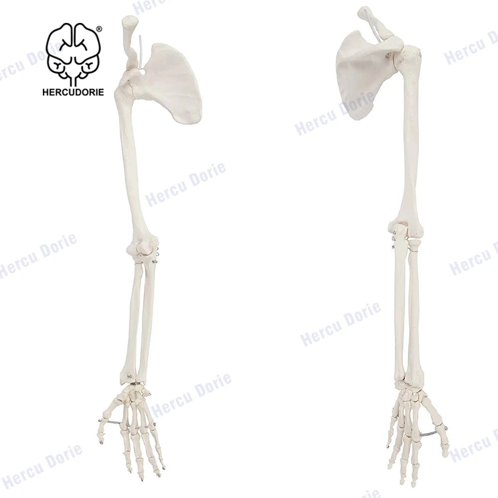 Scientific Human Arm Skeleton Model, Life-Size Anatomical Arm, Includes All Arm Bones Plus Clavicle, Scapula and Articulated Han