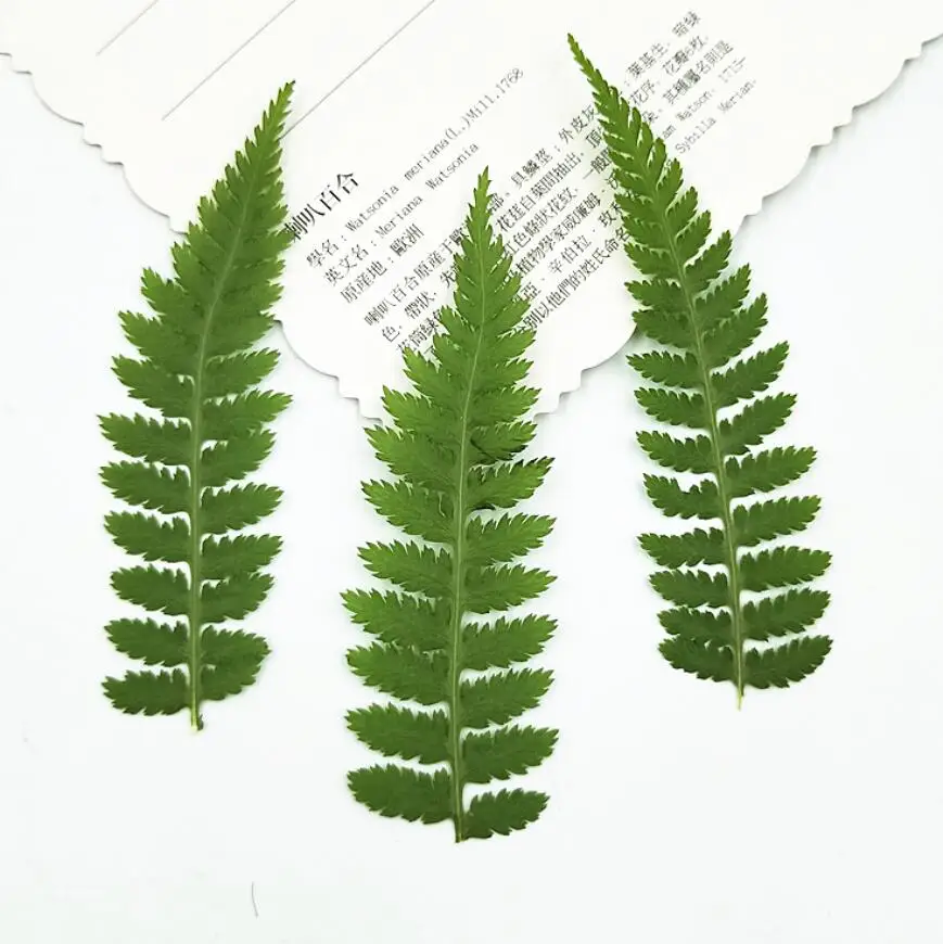 120pcs Pressed Dried Athyrium multidentatum Leaves Plants Herbarium For Jewelry Postcard Bookmark Phone Case Invitation Card DIY