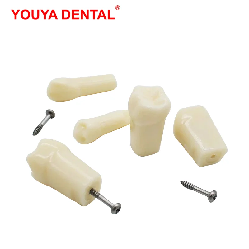 5pcs Dental Teeth Model for NISSIN D16FE-500H-MF Training