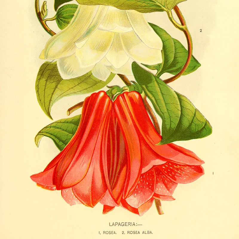 Lapageria Rosea Flowers Vintage Poster Canvas Painting Chilean bellflower Plant illustration Print Botanical Wall Picture Decor