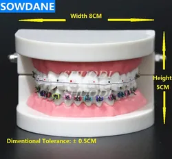 Typodont z Ortho metalowy uchwyt ceramiczny drut łukowy tubka dentystyczna podwiązki Model nauczania