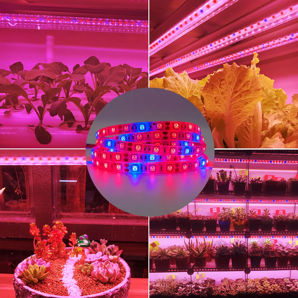 Led Plant Grow light Full Spectrum 5M Grow Lamps 20M LED Phyto Tape Phyto Lamp for Greenhouse Flower Seeding Home Plant