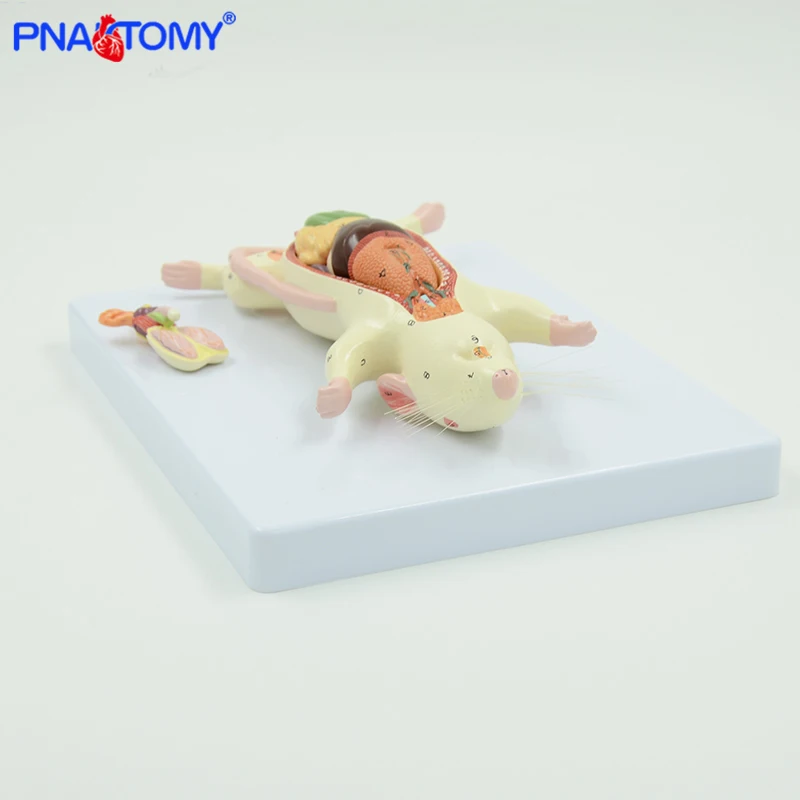 Rat Anatomy Model White Mouse Internal Organ Structure Anatomy Biology Teaching Experimental Animal Anatomical Husbandry Study