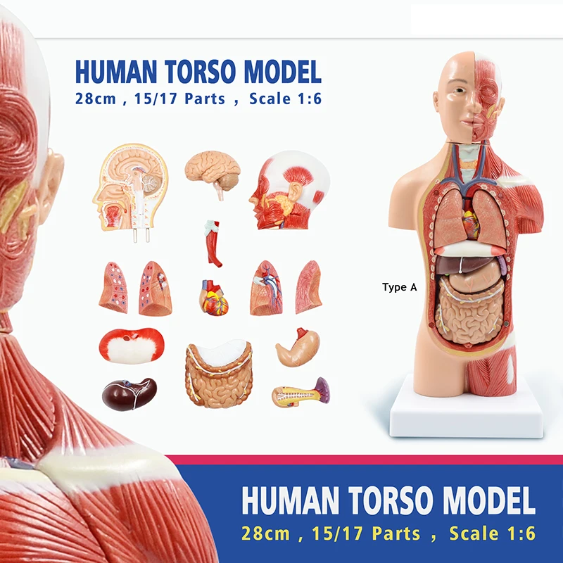 Human Torso Body Model With Muscles Anatomy Anatomical Medical Internal Organs For Teaching Drop shipping Educaitonal Gift