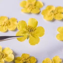 1Set Natural Pressed Buttercup Ranunculus japonicus Flowers For Makeup Jewelry Postcard Invitation Card Phone Case DIY