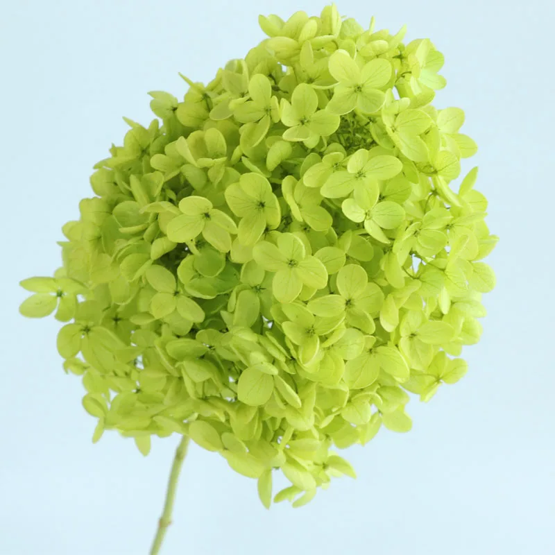 Preserving Pagoda Hydrangea Flower Head 15Cm Multi-Color Party Home Wedding Decoration DIY Flowers Material