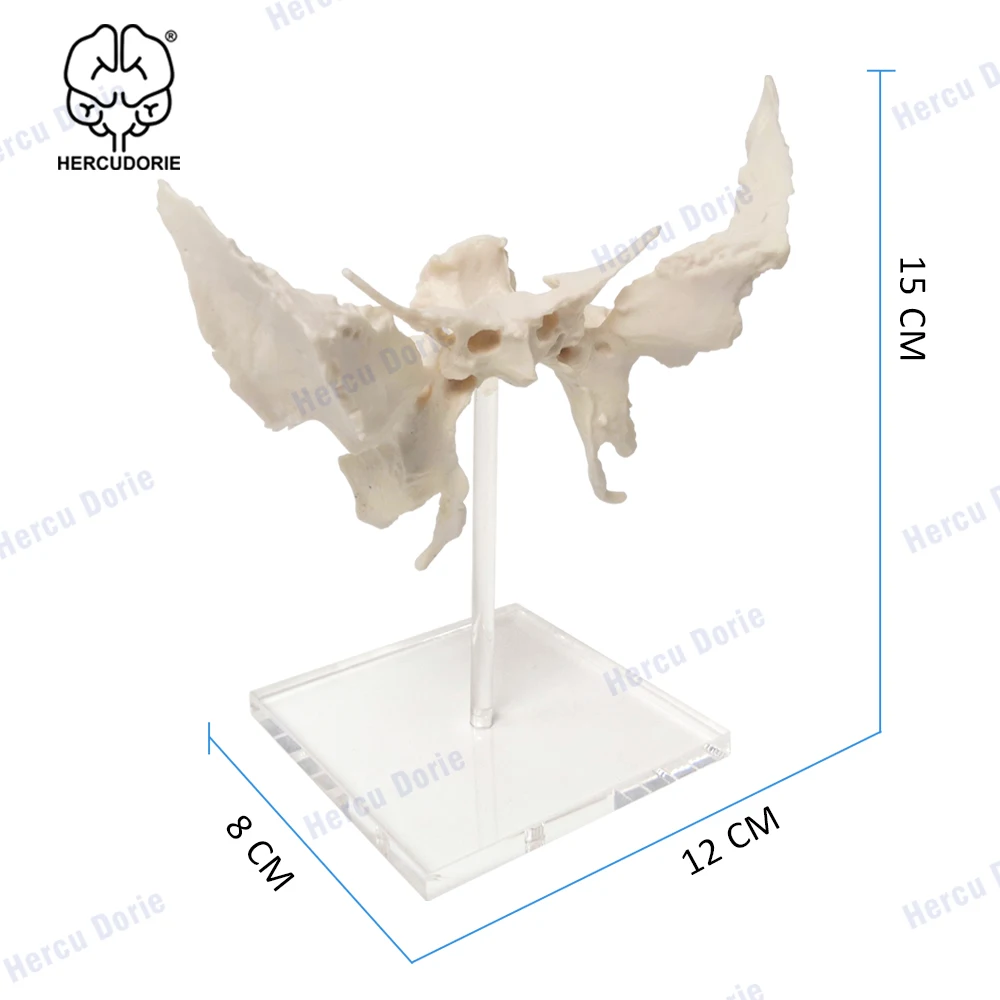 Scientific Human Sphenoid Bone Model | Cast from a Real Human Sphenoid Bone Specimen | Life Size Replica Details All Fissures, C