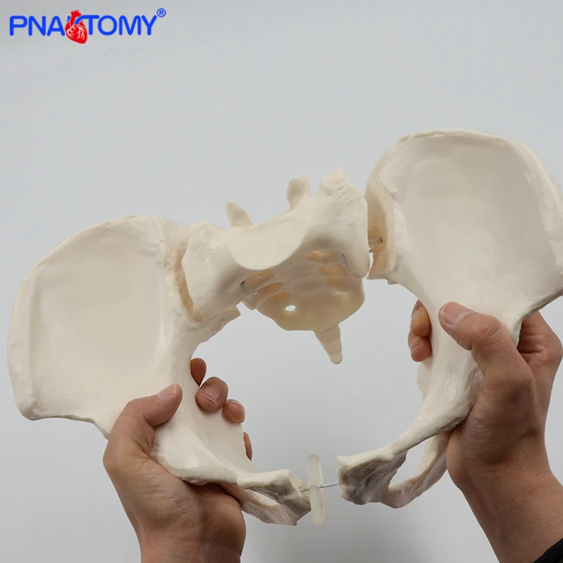 Modelo de Pelvis modelo de esqueleto humano espécimen cadera esqueleto anatomía herramienta médica escuela usada 1:1 Pubis esqueleto educativo