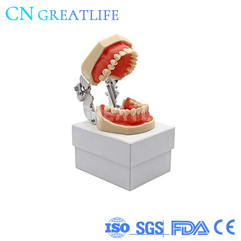 

Dentisit 28pcs 32 Pcs Removable All Teeth Typodont Teeth Dental Model Teeth Model Dental for Teaching Practice and Study