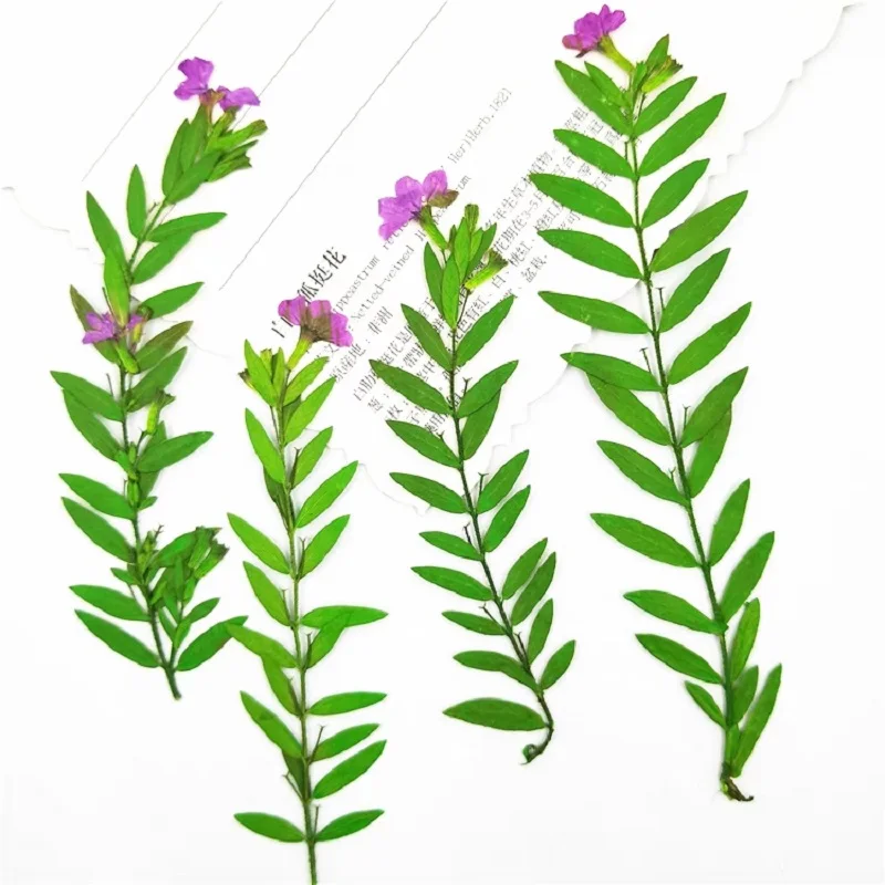 

40pcs Pressed Dried Flower Cuphea hookeriana Walp Leaf For Epoxy Resin Jewelry Making Makeup Face Bookmark Nail Art Craft DIY