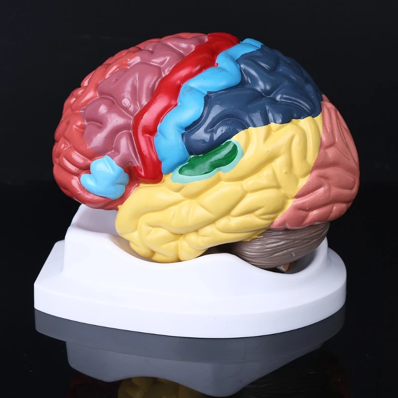 2024 New Life Size Human Brain Functional Area Model Anatomy for Science Classroom Study