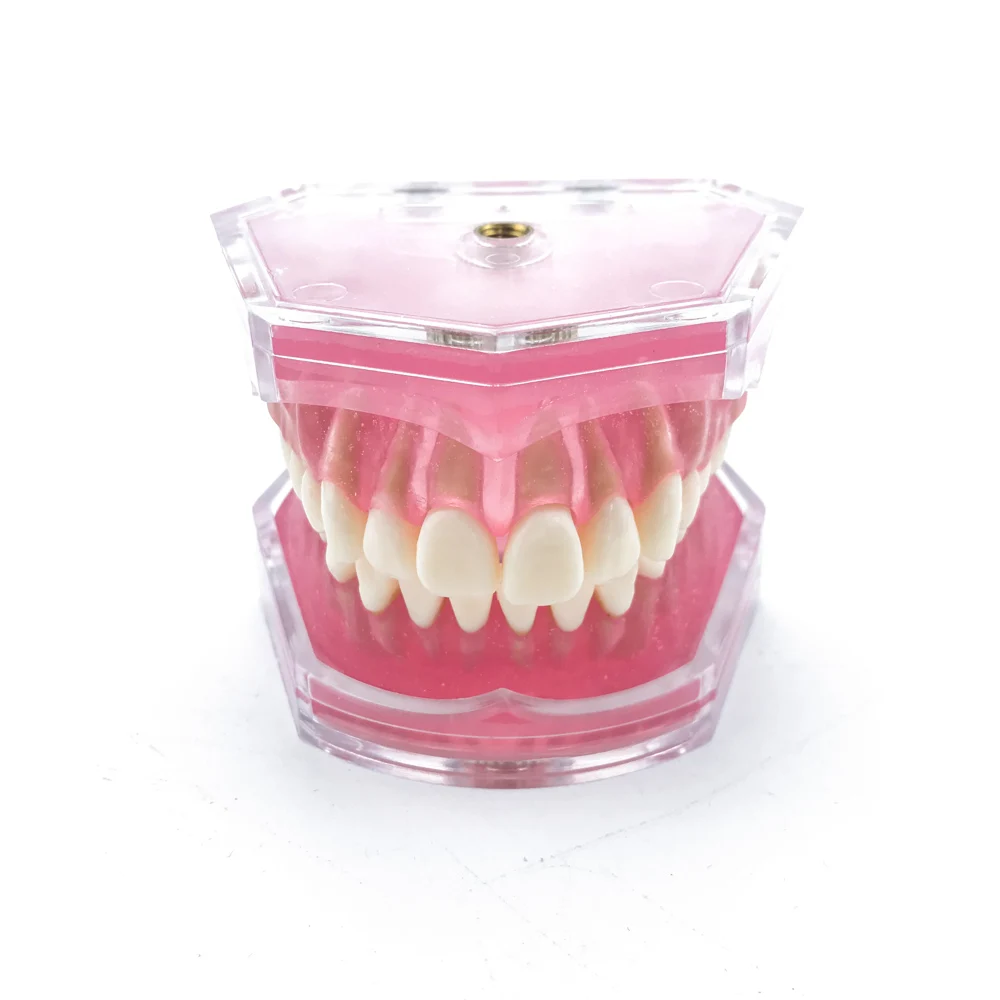Dental Standard Model with Removable Teeth Dental Study Teach Teeth Model #7008
