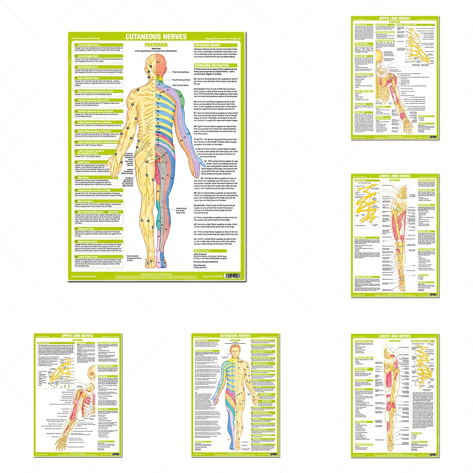 Anatomy Posters human Body Nervous System Charts