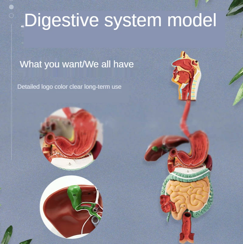 

Anatomical model of human digestive system; teaching model of nose, throat, heart, liver, lung, kidney, large intestine