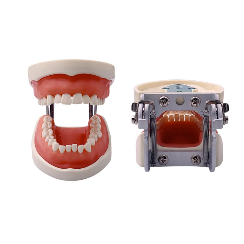 Dental Typodont Model With Removable Teeth 32 Teeth Model For Dental Technician Practice Training Studying Teaching   Jaw Models