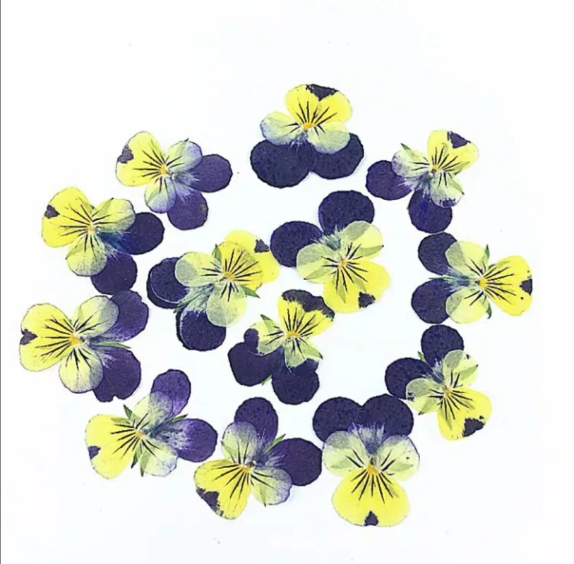 60pcs Pressed Dried Viola tricolor L. Flower  Plants Herbarium For Epoxy Resin Jewelry Making Postcard Frame Phone Case